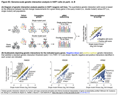 Global genetic interactionFigure S3
