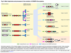 CRISPR-Cas 6