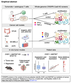 免疫選択の観点からのCRISPRスクリーンにより, CHD1とMAP3K7が癌免疫療法抵抗性のメディエーターとして同定された