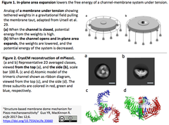 Piezo1 eLife1-2