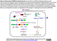 Human Pluripotent Stem Cell Research-5