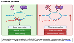 ゲノムワイドCRISPRスクリーニングにより, Rループ関連DNA損傷を抑制するEXO1-CAF-1経路を同定