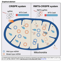 長鎖ノンコーディングRNAから強力なミトコンドリア標的配列を発見し, sgRNAに組み込むことで, CRISPR-Cas9ベースのミトコンドリア遺伝子治療ツールを実現