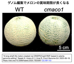 CRISPR/Cas9 RNPを介した植物内ゲノム編集により, メロンの長期保存が実現