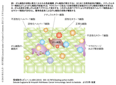 MYCがCD47とPD-L1を発現させて腫瘍の免疫回避を実現する