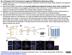 chromosome elimination 2