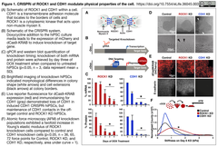 CRISPRメモ_2018/10/14 (8件)