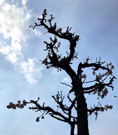 スクリーンショット 2025-03-24 14.03.32