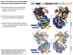 Structural insights into how Cas9 2
