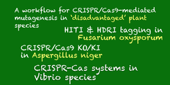CRISPRメモ_2019/02/10_2 (植物と微生物を対象とする４件)