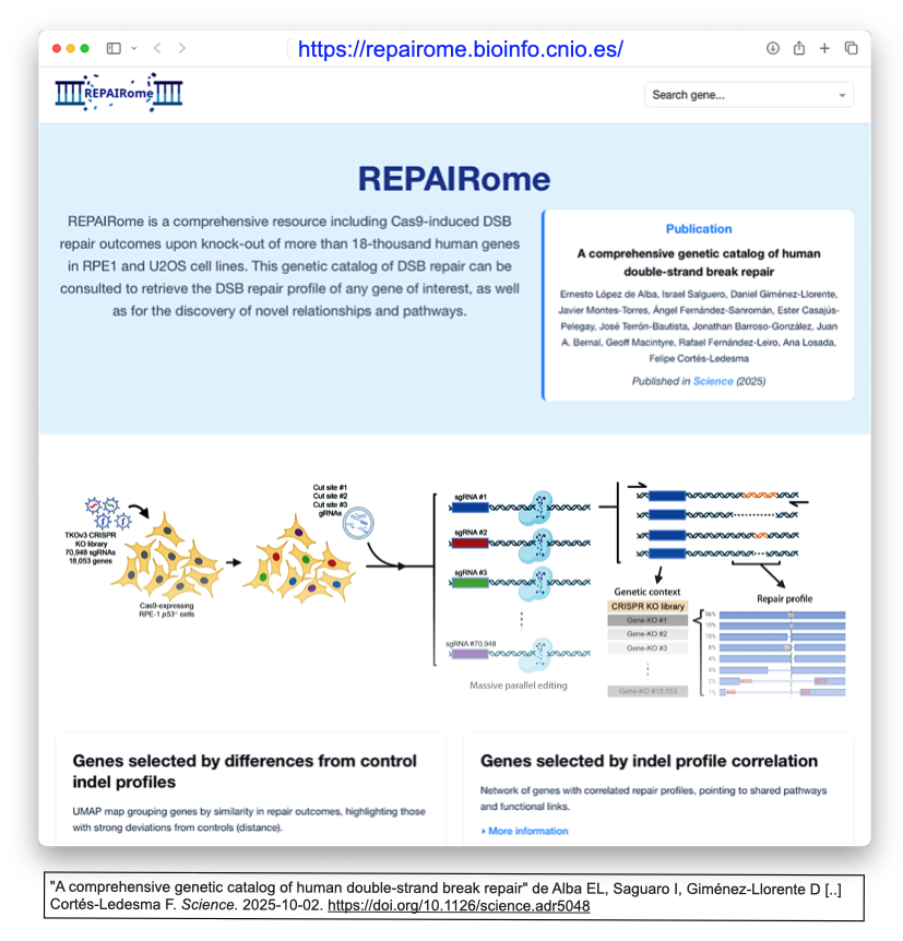 Human REPAIRome: 18,000を超える遺伝子のDNA二本鎖切断 (DSB