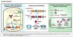 抗CRISPR (Acr) タンパク質と抗CRISPR関連 (Aca) タンパク質を利用して新たなタンパク質相互作用検出システムを開発