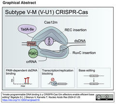 CRISPR-Cas12mはそのまま塩基編集のベースとして利用できる