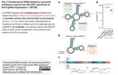 tRNA-3