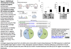 CRISPR-Cas9 microinjection in oocytes 1