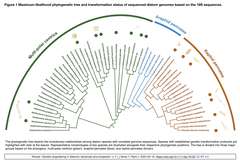 Genetic engineering in diatoms