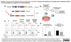 Cas9-sgRNAとドナーDNAによるHDRまたはHITIを介した遺伝子ターゲッティングの効率と精度を評価するレポータ細胞を樹立