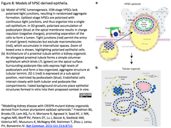 疾患メカニズム解明の２本柱：CRISPR/Cas9技術とオルガノイド形成技術
