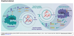 DNAブロッカーを介してcrRNAスキャフォールドをリモデルすることで, CRISPR-Cas12aの活性の制御, ひいてはCas12aバイオセンサーの性能向上を実現する