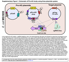 細菌集団の薬剤耐性を抑制する遺伝子ドライブ様システムを, 接合伝達を利用する事で, 強化する