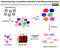 Perturb-seq.
