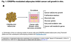 [20251229更新] より貪欲な褐色脂肪細胞を介して貪欲な腫瘍細胞を餓死させる