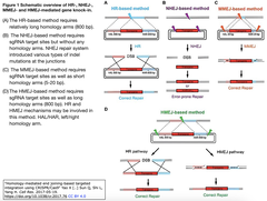 Precision genome editing HMEJ