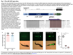 マラリア制御に向けて, 超保存RNA遺伝子mir-184を標的とする抑制・改変遺伝子ドライブを開発