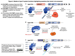 [展望] クラス1タイプIV CRISPR-Casシステムに特有な構造と機能
