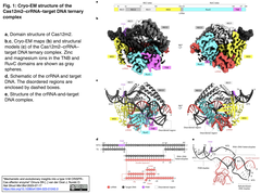Cas12m2 1