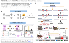 CRISPR technologies for detecting 1