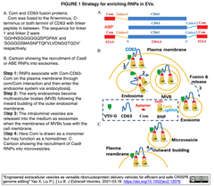  RNPs in EV