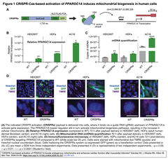 %22CRISPR-Cas-based activation of PPARGC1A　Figure 1