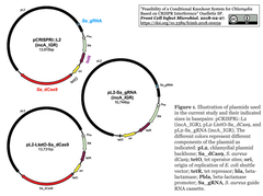 Conditional Knockout System for Chlamydia