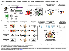 Multi-omic mapping of Drosophila protein 1-1