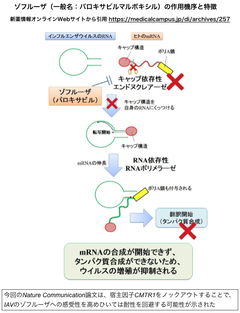 ゾフルーザ