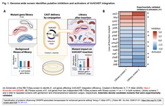 inhibitors and activators of VchCAST F1