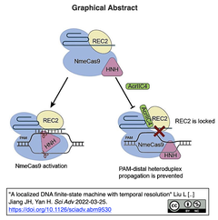 AcrIIC4によるCRISPR-Cas9の阻害機構