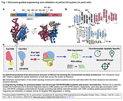Photoactivatable CRISPR:Cas13d Fig. 1-1