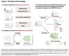 Photocontrolled dissociation and Fig. 1