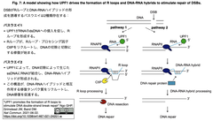 UPF1がRループの形成を促進し，DNA二本鎖切断の修復を促す
