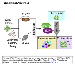 生体内CRISPR/Cas9スクリーニングにより、造血におけるTFDP1とE2F4転写因子の重要な機能が明らかになった