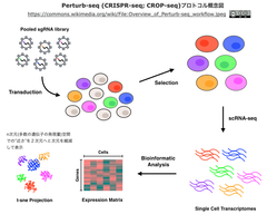 Perturb-seq