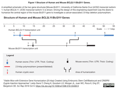 Structure of Human and Mouse&nbsp;BCL2L11:Bcl2l11&nbsp;Genes