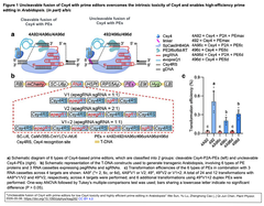 Uncleavable fusion of Csy4