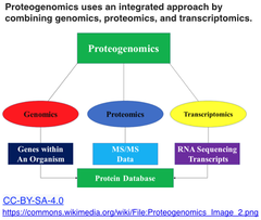 Proteogenomics