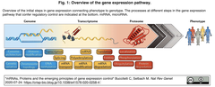 mRNA Proteins 1