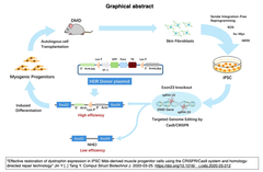 筋ジストロフィーiPSCの変異修復クローンの効率的選別をCRISPR/Cas9 HDRにより実現