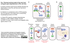 PEL cell lines