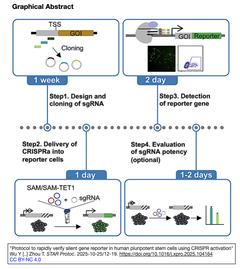[20251029更新] CRISPRaを利用してヒト多能性幹細胞 (hPSC)における遺伝子編集産物の迅速な評価を実現